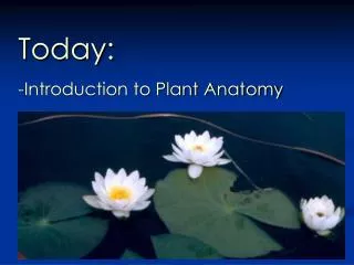 Today: Introduction to Plant Anatomy