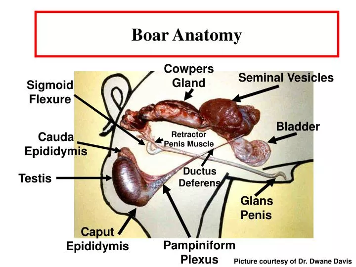 boar anatomy