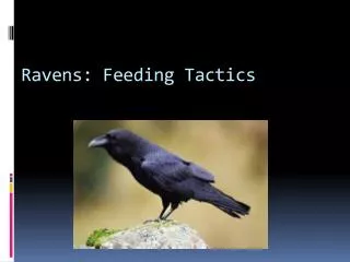 Ravens: Feeding Tactics