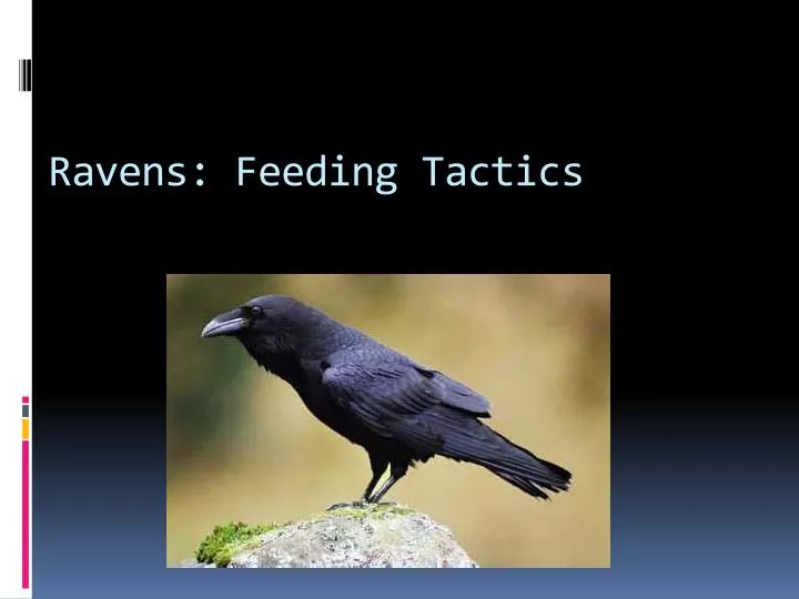 ravens feeding tactics