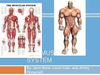 The MUSCULAR SYSTEM