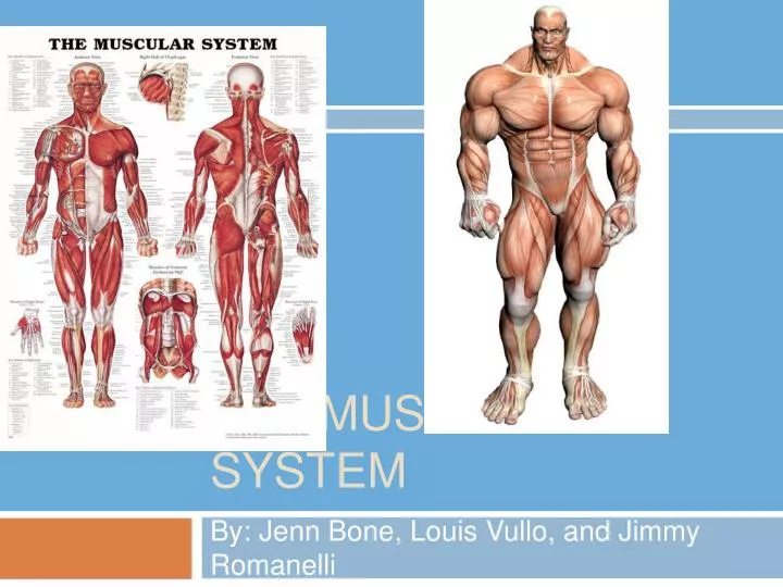 the muscular system