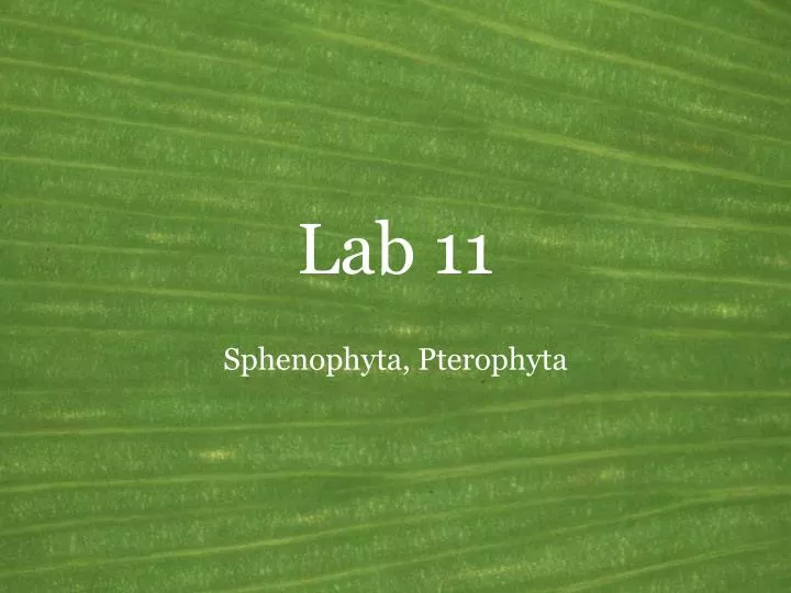 lab 11