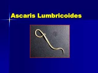 Ascaris Lumbricoides