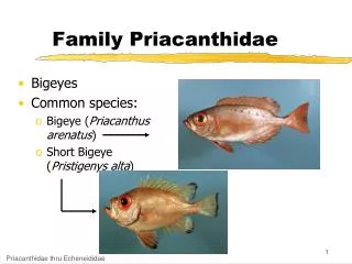 Family Priacanthidae