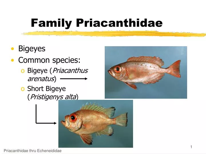 family priacanthidae