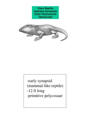 Class Reptilia Subclass Synapsida Order Pelycosauria Ophiacodon