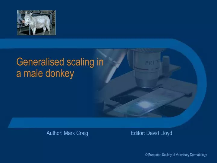 generalised scaling in a male donkey