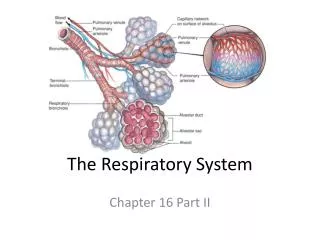 The Respiratory System