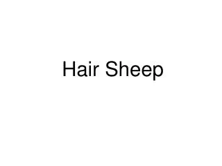 Hair Sheep