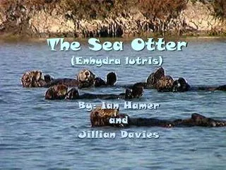 The Sea Otter (Enhydra lutris)
