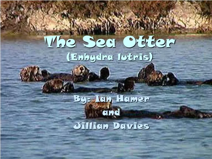 the sea otter enhydra lutris