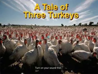 A Tale of Three Turkeys