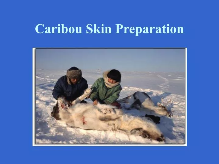 caribou skin preparation