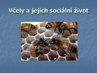 Včely a jejich sociální život