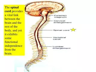The spinal cord provides a vital link between the brain and the rest of the body, and yet it exhibits some functional