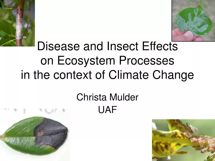 disease and insect effects on ecosystem processes in the context of climate change