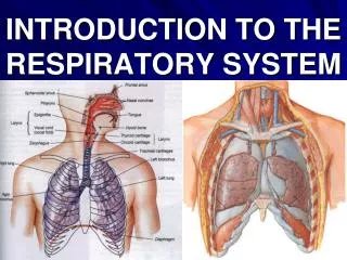 INTRODUCTION TO THE RESPIRATORY SYSTEM
