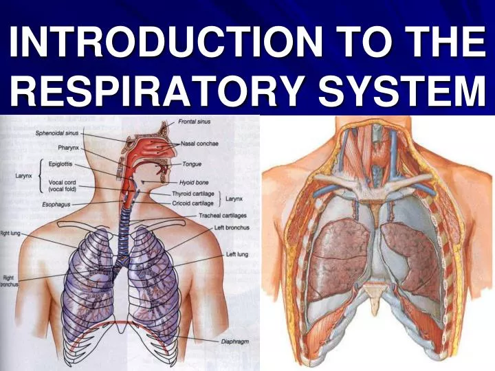 introduction to the respiratory system