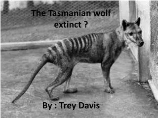 The Tasmanian wolf extinct ? By : Trey Davis