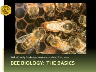 Bee biology: the basics