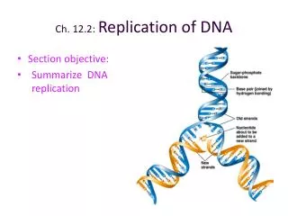 Ch. 12.2: Replication of DNA