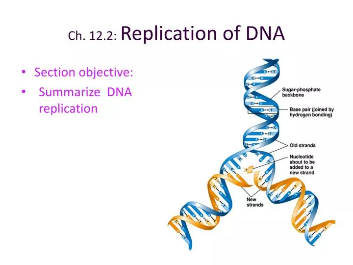 ch 12 2 replication of dna