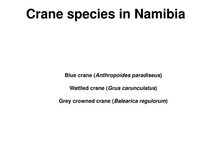 crane species in namibia