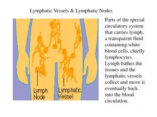 Lymphatic Vessels &amp; Lymphatic Nodes