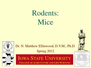 Rodents: Mice