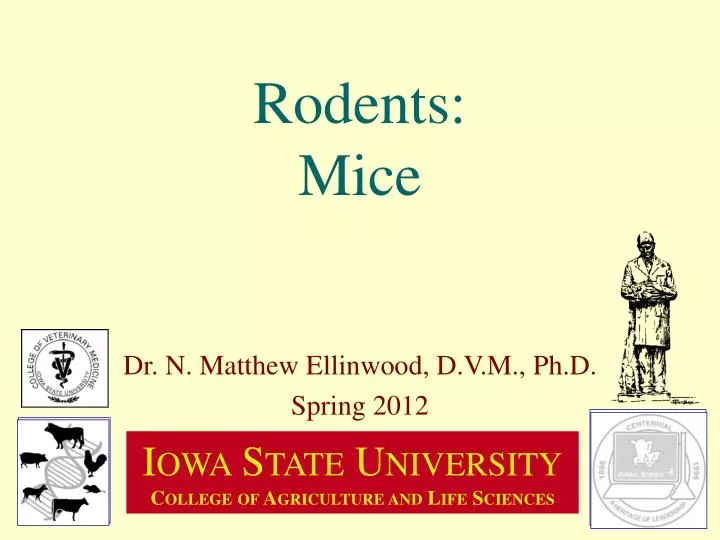 rodents mice
