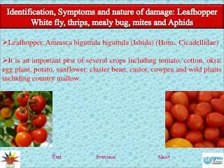 Identification, Symptoms and nature of damage: Leafhopper White fly, thrips , mealy bug, mites and Aphids