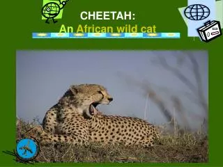 CHEETAH: An African wild cat