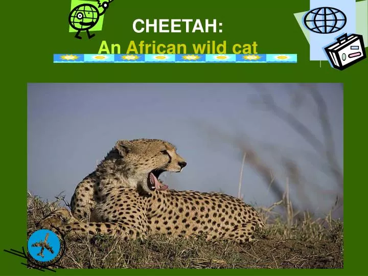 cheetah an african wild cat