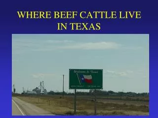 WHERE BEEF CATTLE LIVE IN TEXAS