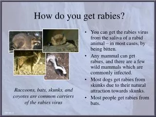 How do you get rabies?