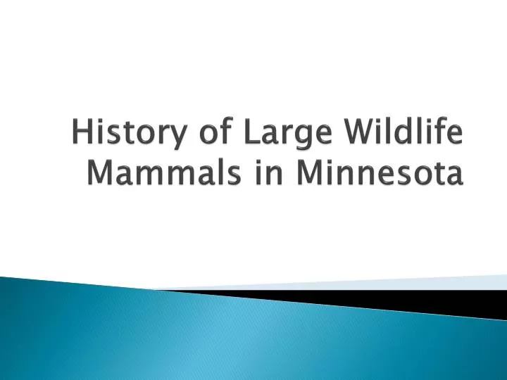 history of large wildlife mammals in minnesota