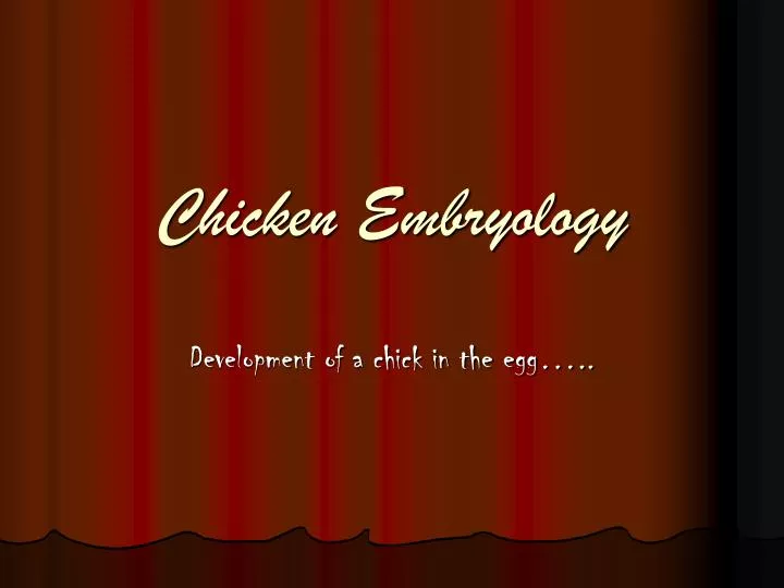 chicken embryology