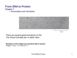 From DNA to Protein Chapter 7 	-- Transcription and Translation