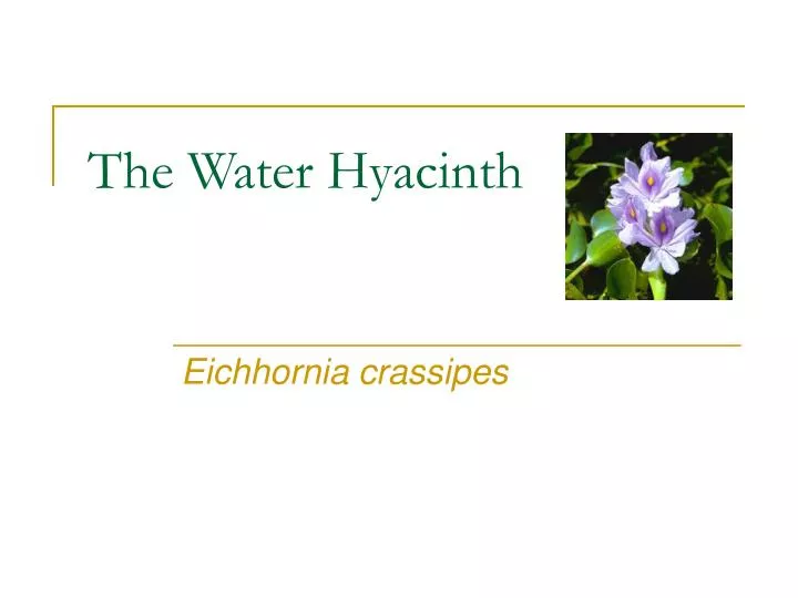 the water hyacinth