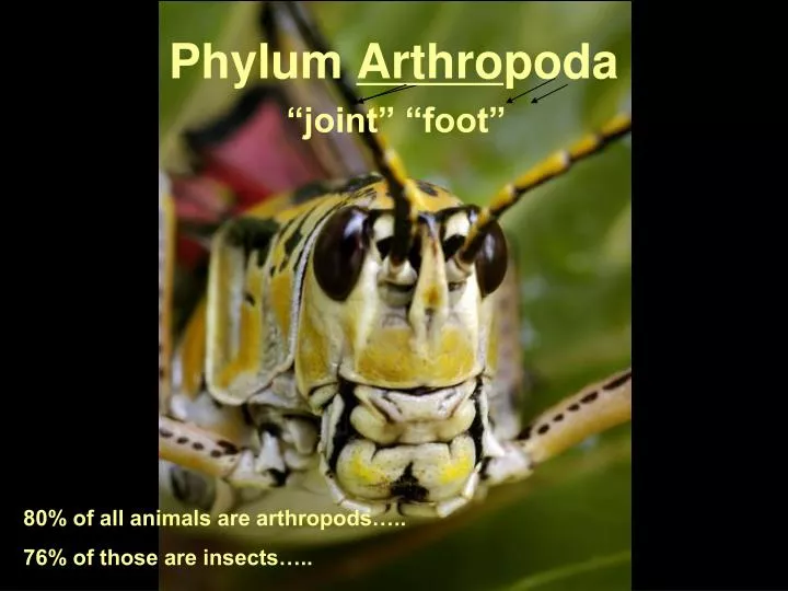 phylum arthro poda joint foot