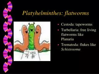 Platyhelminthes: flatworms