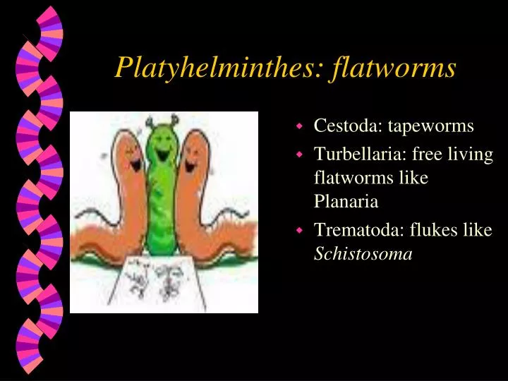 platyhelminthes flatworms