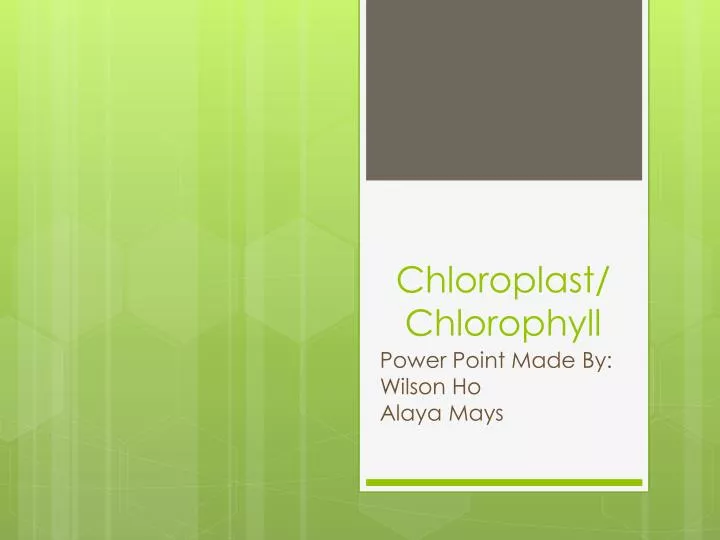 chloroplast chlorophyll