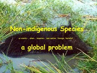 Non-indigenous Species or exotic-, alien-, invasive-, non-native, foreign, harmful... a global problem
