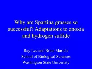 Why are Spartina grasses so successful? Adaptations to anoxia and hydrogen sulfide
