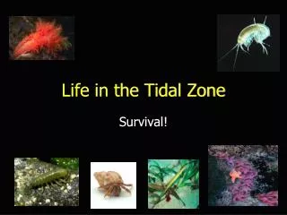 Life in the Tidal Zone
