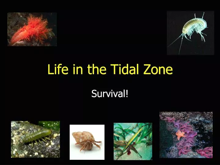 life in the tidal zone