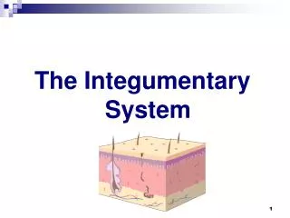 T he Integumentary System