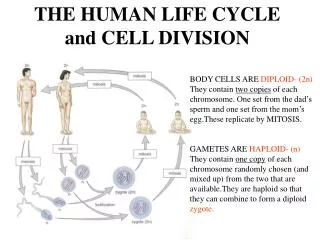 THE HUMAN LIFE CYCLE and CELL DIVISION